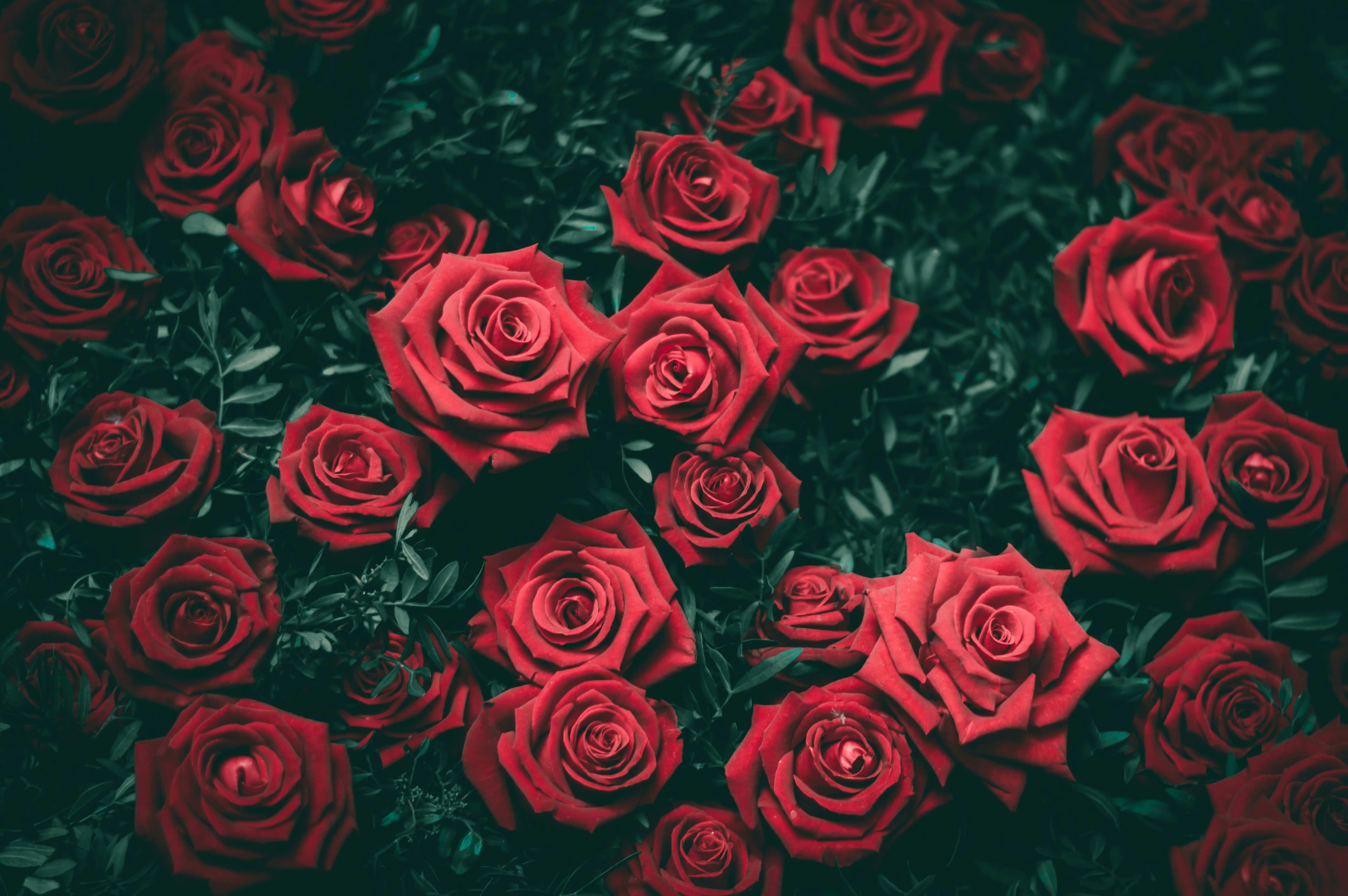 Fresh Ecuadorian roses delivery Ontario CA